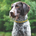 Load image into Gallery viewer, Up Country Bright Sunflower Cast Brass Dog Collar