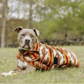 Load image into Gallery viewer, Brown Southwest Blanket Dog Coat