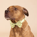 Load image into Gallery viewer, Bryce Dog Bow Tie