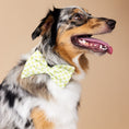 Load image into Gallery viewer, Bryce Dog Babe Bow