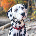 Load image into Gallery viewer, Buffalo Check Dog Collar