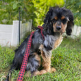 Load image into Gallery viewer, Buffalo Check Small Breed Dog Harness