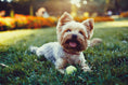 Load image into Gallery viewer, Buffalo Check Small Breed Dog Collar