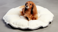 Load image into Gallery viewer, Bowsers Buttercup Cozy Pet Bed in blush