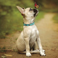 Load image into Gallery viewer, Up Country Butterfly Effect Cast Brass Dog Collar
