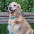 Load image into Gallery viewer, Up Country Butterfly Effect Cast Brass Dog Collar
