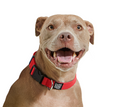 Load image into Gallery viewer, Dog Collar.