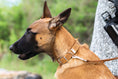 Load image into Gallery viewer, Z Celtic Style Leather Dog Collar - image 10