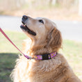 Load image into Gallery viewer, Go Bananas Printed Dog Collar