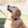 Load image into Gallery viewer, Up Country Go Bananas Printed Cast Brass Dog Collar