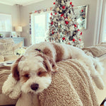 Candy Cane Small Breed Dog Collar