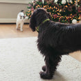 Load image into Gallery viewer, Up Country Candy Cane Cast Brass Dog Collar