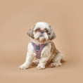 Load image into Gallery viewer, DOGISTRY SoHo Dog Harness - Lilac Gray