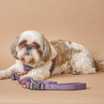 Load image into Gallery viewer, DOGISTRY 3-in-1 City Dog Leash - Lilac Gray