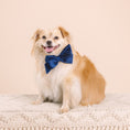 Load image into Gallery viewer, Channing Dog Babe Bow