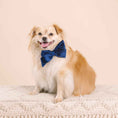Load image into Gallery viewer, Channing Dog Babe Bow