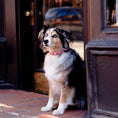 Load image into Gallery viewer, Cherries Dog Collar