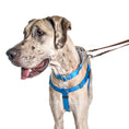Load image into Gallery viewer, Turquoise Freedom No-Pull Dog Harness