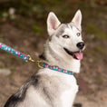 Load image into Gallery viewer, Up Country Cherry Blossoms Cast Brass Dog Collar