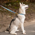 Load image into Gallery viewer, Up Country Cherry Blossoms Cast Brass Dog Leash