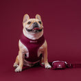 Load image into Gallery viewer, Frenchie Duo Reversible Harness - Ruby