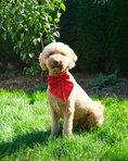 Load image into Gallery viewer, Wander! Waterproof Collar - Cherry