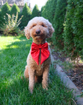 Load image into Gallery viewer, Satin Collar Bow - Cherry