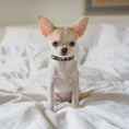 Load image into Gallery viewer, Up Country Heart of Gold Small Breed Dog Collar Made in USA