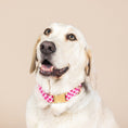 Load image into Gallery viewer, Chrishell Dog Collar