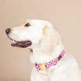 Load image into Gallery viewer, Chrishell Dog Collar