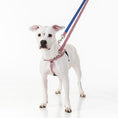 Load image into Gallery viewer, Star Spangled Freedom No-Pull Dog Harness – EarthStyle