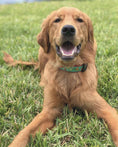 Load image into Gallery viewer, Up Country Cinco de Mayo Cast Brass Dog Collar