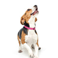 Load image into Gallery viewer, DOGISTRY City Collar - Park Ave Pink