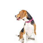 City Collar - Park Ave Pink