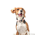 Load image into Gallery viewer, DOGISTRY City Collar - Sweetheart