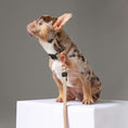 Load image into Gallery viewer, City Dog Leash - Dune