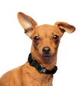Load image into Gallery viewer, Dog Collar.