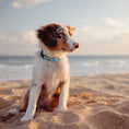 Load image into Gallery viewer, Coastal Dog Collar