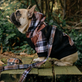 Load image into Gallery viewer, Frenchie Dog Hoodie - Cocoa Plaid