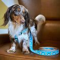 Load image into Gallery viewer, Up Country Coffee Nut Dog Cast Brass Dog Harness