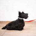 Load image into Gallery viewer, Up Country Cookies Cast Brass Dog Collar