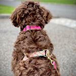Color Market Dog Collar - Wide