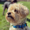 Load image into Gallery viewer, Crab Dog Collar