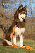 Load image into Gallery viewer, Crimson Glow Waterproof Dog Leash - Southlake Paws