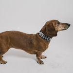 Black and White Checkered Dog Bone Seatbelt Buckle Collar