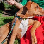 Dog Bone Seatbelt Buckle Collar - Decorated Tree
