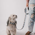 Load image into Gallery viewer, Dog Bone Black/Silver Seatbelt Buckle Collar - Rainbows & Stars Light Blue/Yellow/Rainbow