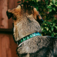 Load image into Gallery viewer, Dog Bone Seatbelt Buckle Collar - Pine Tree Silhouettes Black/Greens