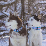 Dog Bone Seatbelt Buckle Collar - Chicago Flags/Black