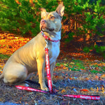 Dog Bone Seatbelt Buckle Collar - Christmas NAUGHTY OR NICE/Snowflakes Reds/White/Green
